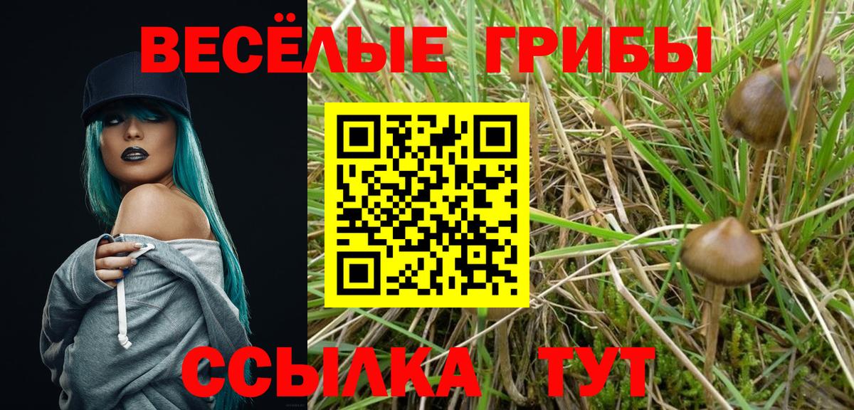 наркотики  Саки  Псилоцибиновые грибы мицелий 